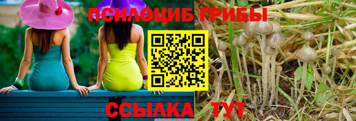 наркотики  Галлюциногенные грибы MAGIC MUSHROOMS  Вход с VPN  Волгодонск 